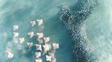 Schwarm von Rochen und Menhadenfischen