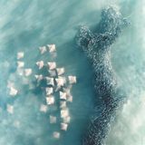 Schwarm von Rochen und Menhadenfischen