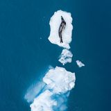 Seeleopard auf Eisscholle