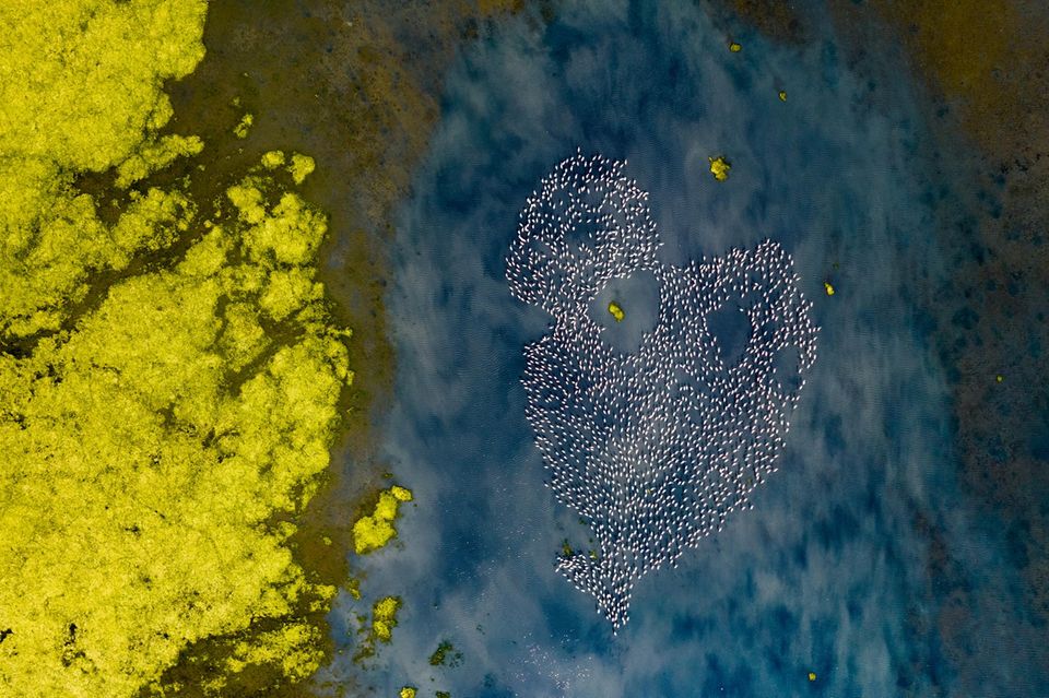 Kolonie von Flamingos bilden eine herzförmige Form 1.5004