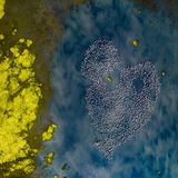 Kolonie von Flamingos bilden eine herzförmige Form