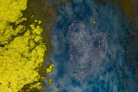 Kolonie von Flamingos bilden eine herzförmige Form