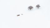Schneelandschaft mit Mann, Pferd und zwei Hunden