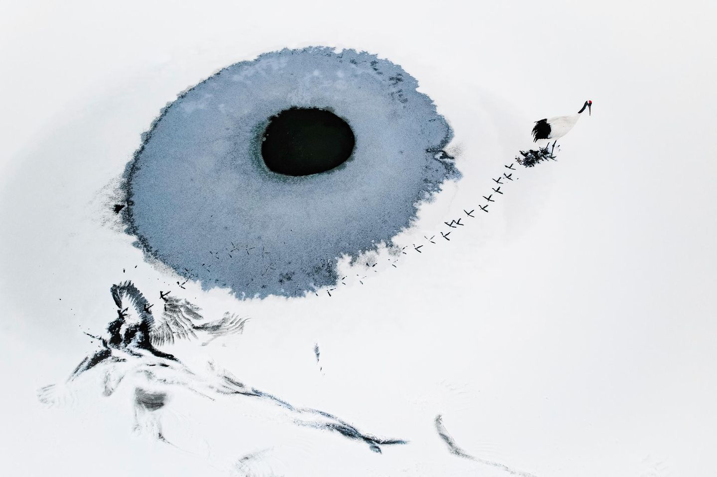 Siegerbild des Wettbewerbs Kranich im Schnee