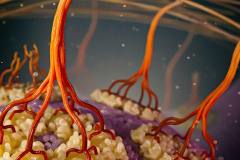 3D-Illustration: Dank fortschrittlicher Technik können Wissenschaftler den Prozess beobachten, bei dem Pflanzenzellen Zellulosefasern erzeugen