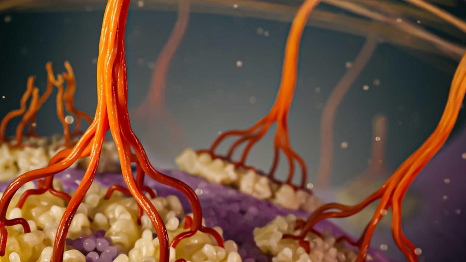 3D-Illustration: Dank fortschrittlicher Technik können Wissenschaftler den Prozess beobachten, bei dem Pflanzenzellen Zellulosefasern erzeugen
