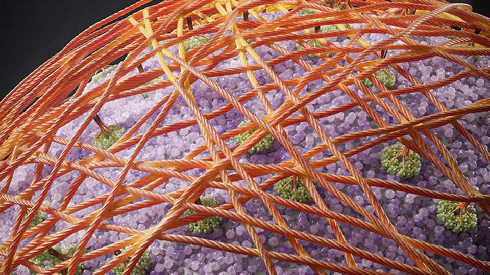 Darstellung der auf der Zelloberfläche des Pflanzenprotoplasten regenerierten Cellulose