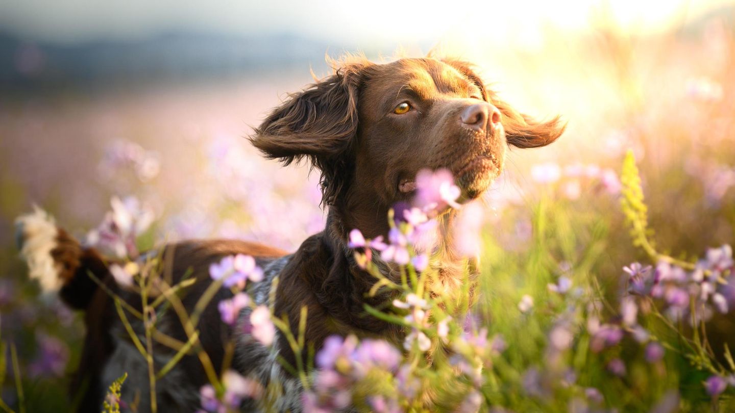 Pollenallergie beim Hund: Hund auf blühender Wiese