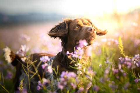Pollenallergie beim Hund: Hund auf blühender Wiese