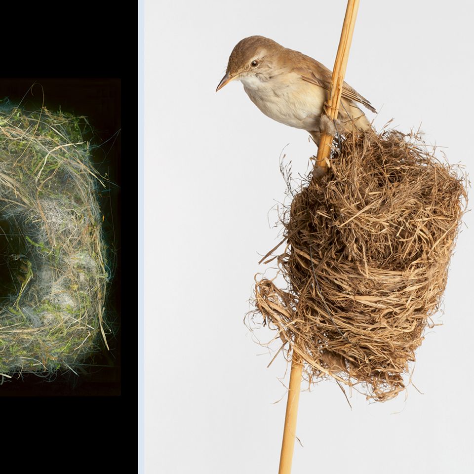 Nest des Drosselrohrsängers
