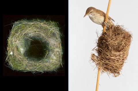 Nest des Drosselrohrsängers