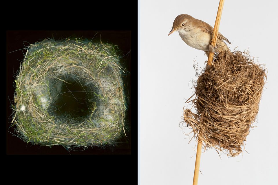 Nest des Drosselrohrsängers 1.4989