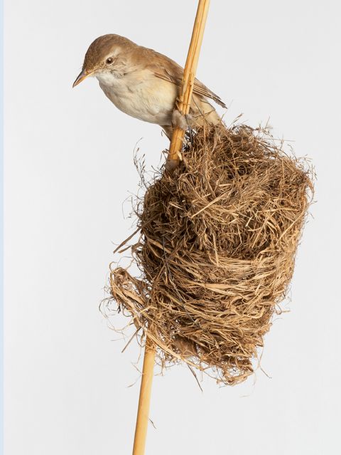 Nest des Drosselrohrsängers