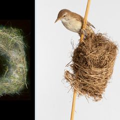 Nest des Drosselrohrsängers