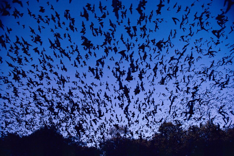 Ganz schön voll hier: Manche Fledermaus-Kolonien umfassen Hunderttausende Tiere 1.5457