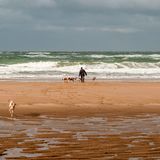 Strandausflug mit Hunden  in Veere Oostkapelle