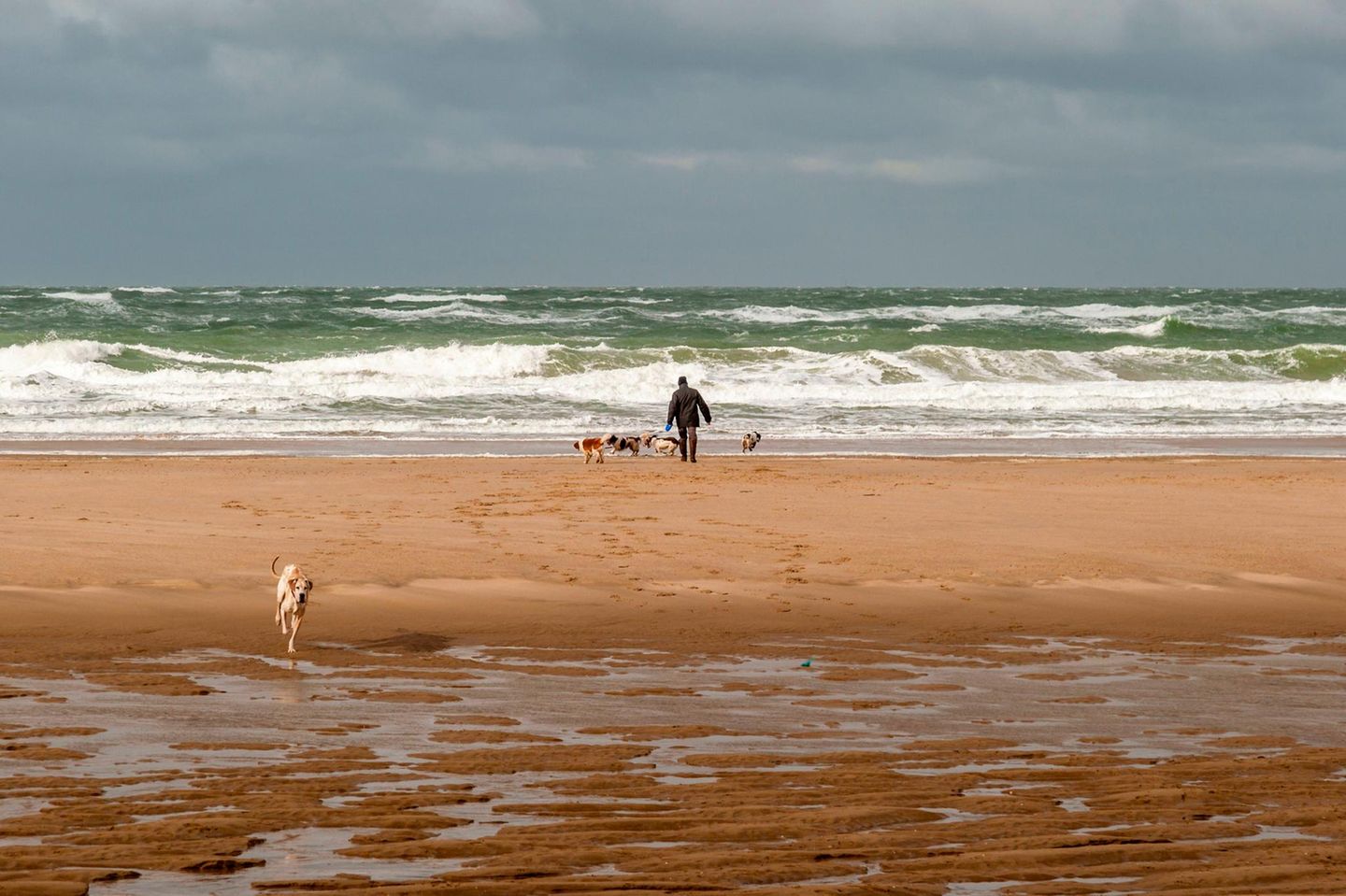 Strandausflug mit Hunden  in Veere Oostkapelle