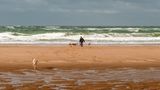 Strandausflug mit Hunden  in Veere Oostkapelle