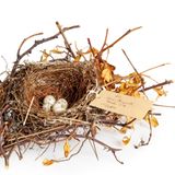 Nest einer Mönchsgrasmücke