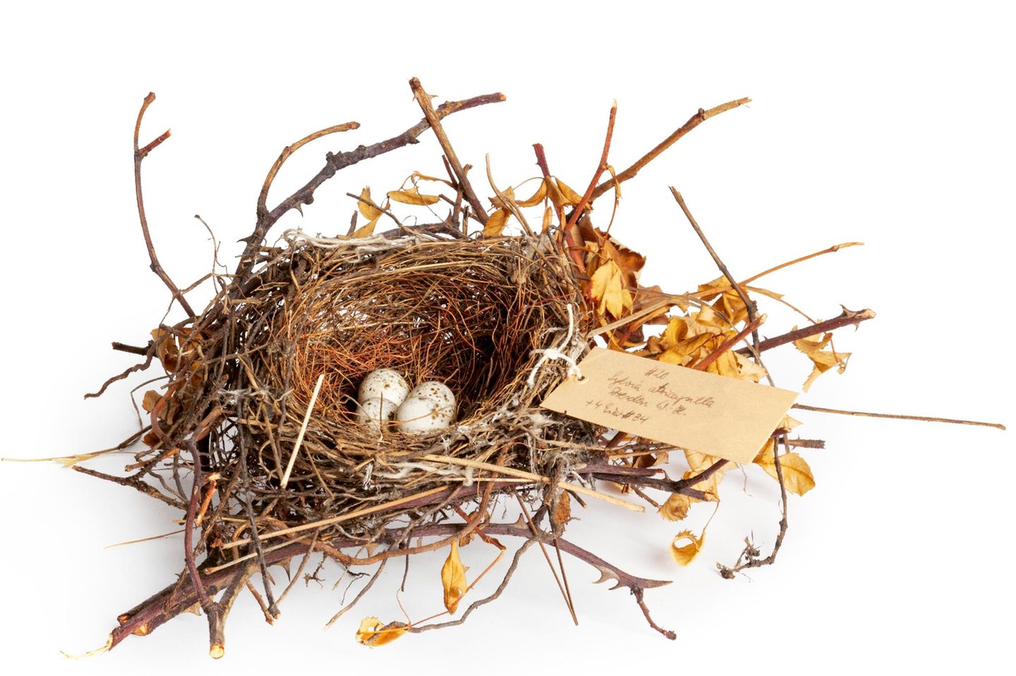 Nest einer Mönchsgrasmücke