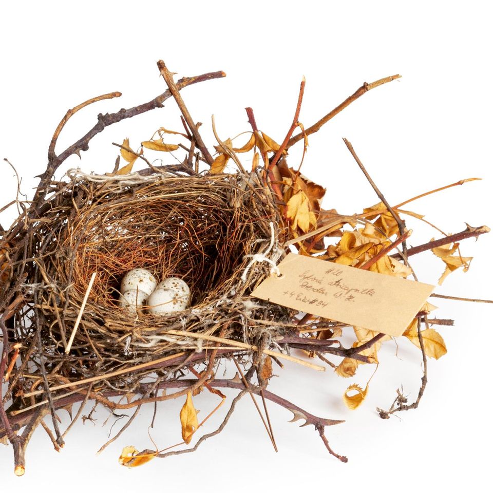 Nest einer Mönchsgrasmücke