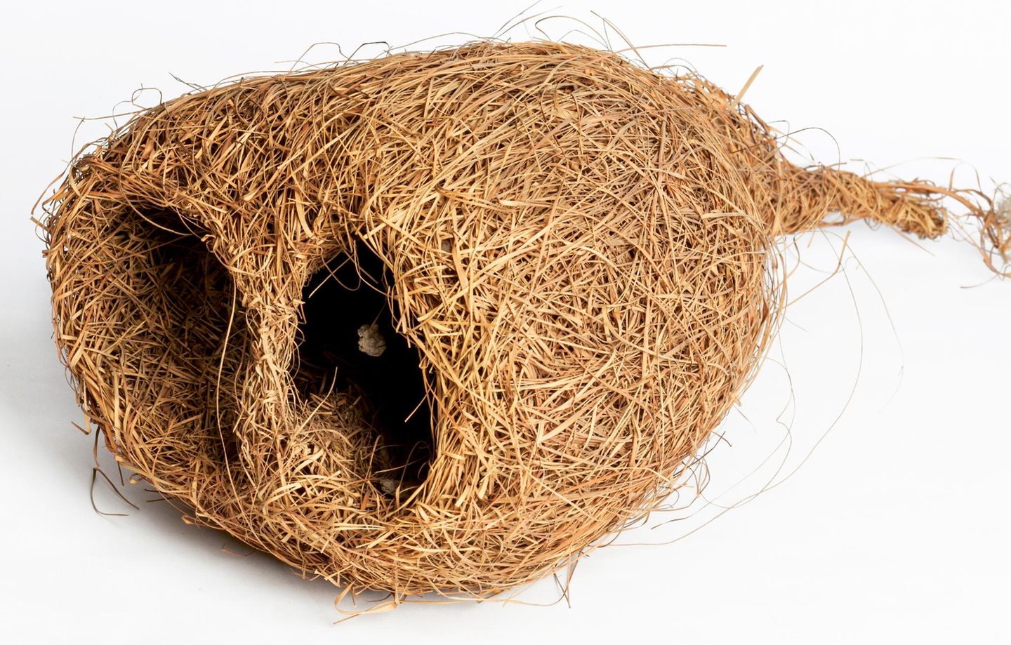 Webervogelnest