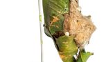 Nest eines Schneidervogels