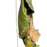 Nest eines Schneidervogels