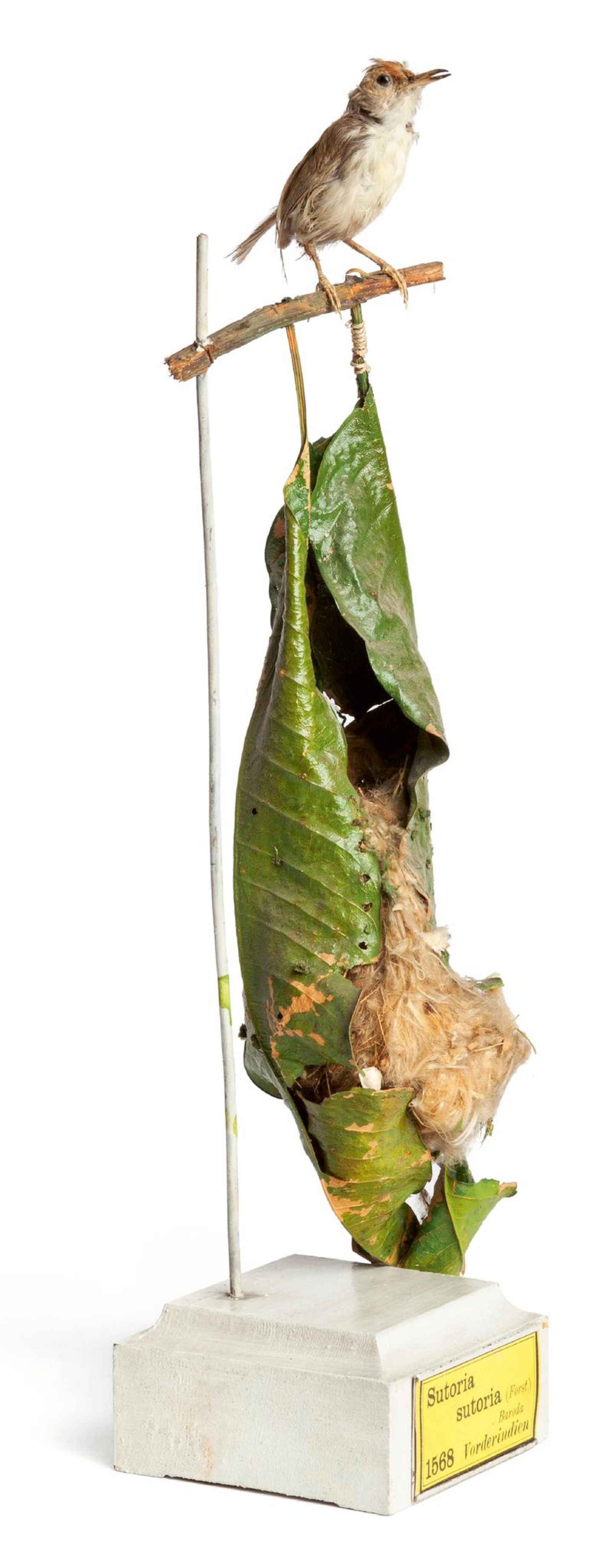 Nest eines Schneidervogels