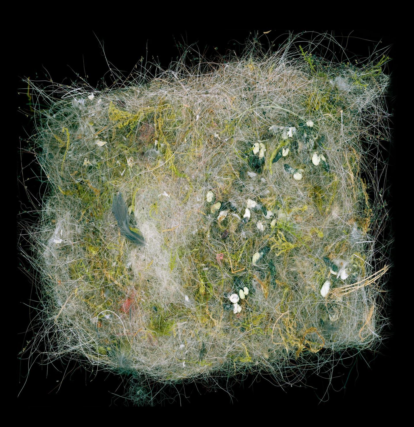 Nest einer Meise