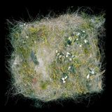 Nest einer Meise