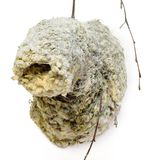 Nest einer Beutelmeise