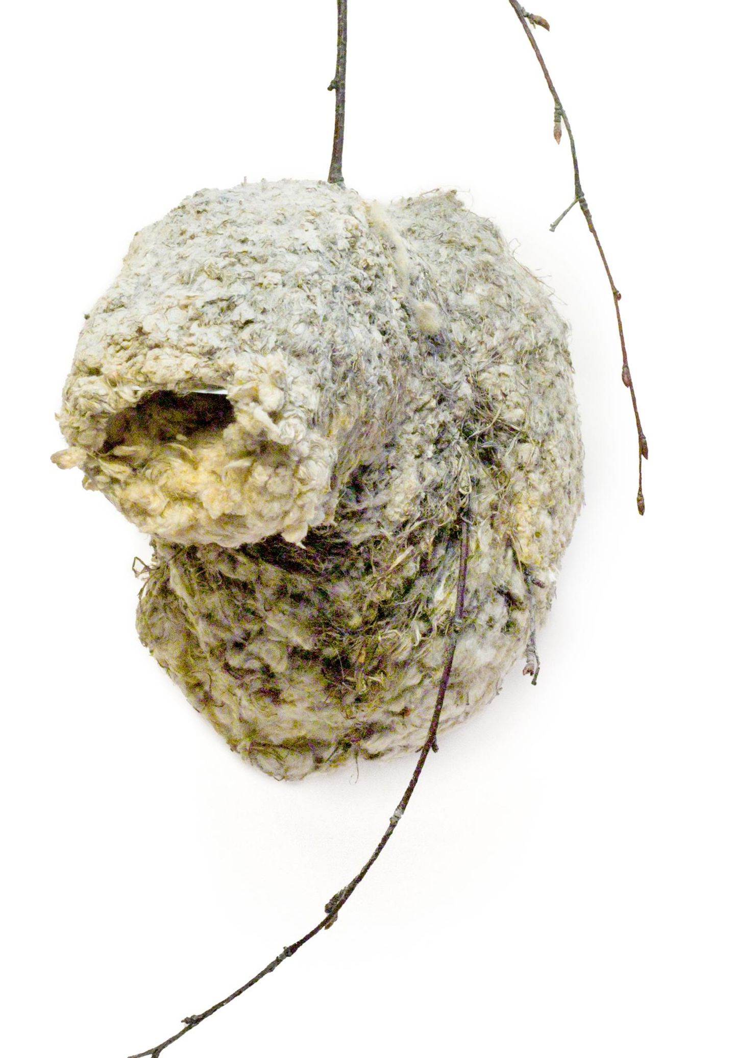 Nest einer Beutelmeise