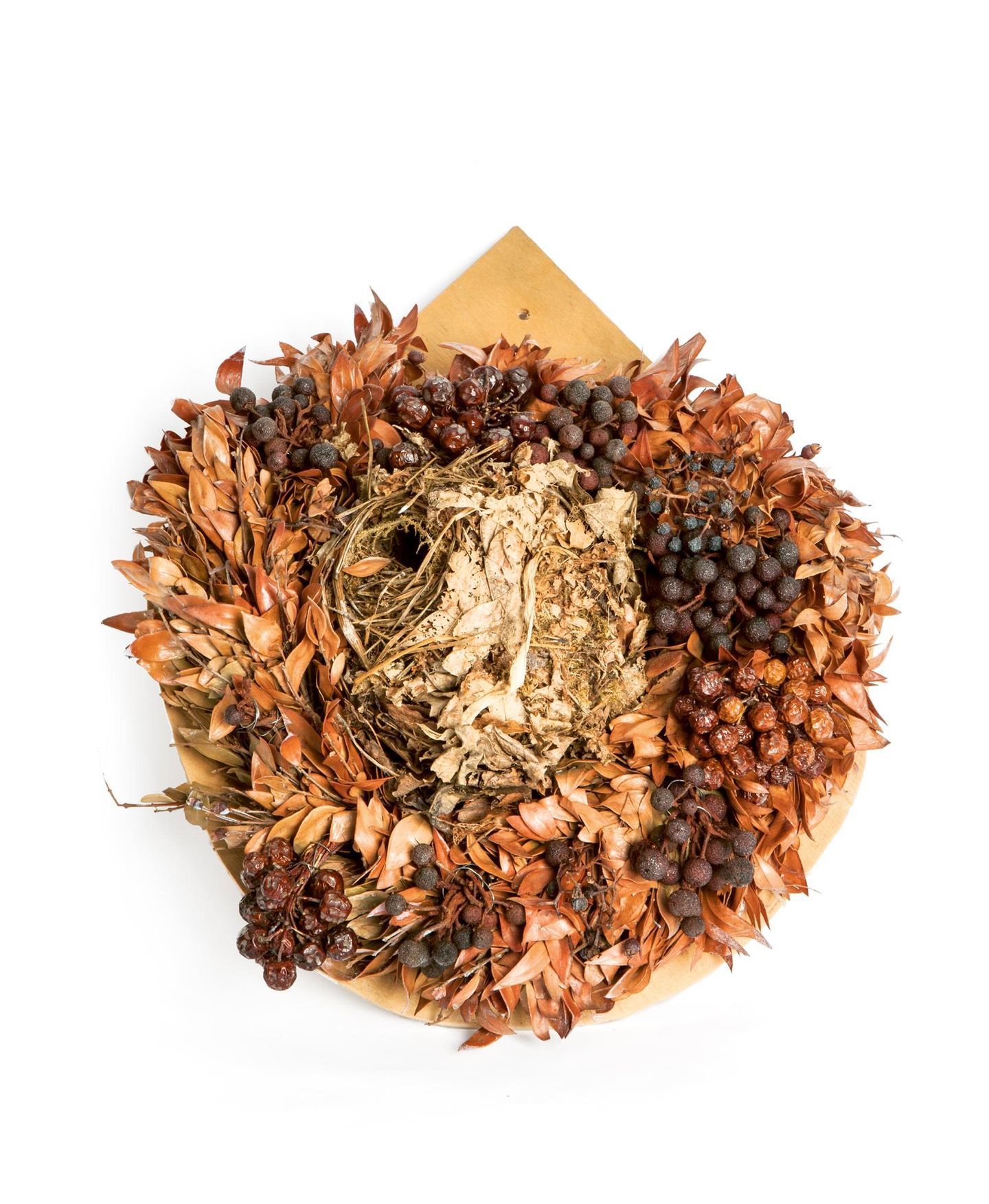 Zaunkönig Nest