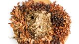 Zaunkönig Nest