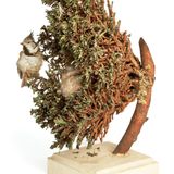 Nest einer Haubenmeise