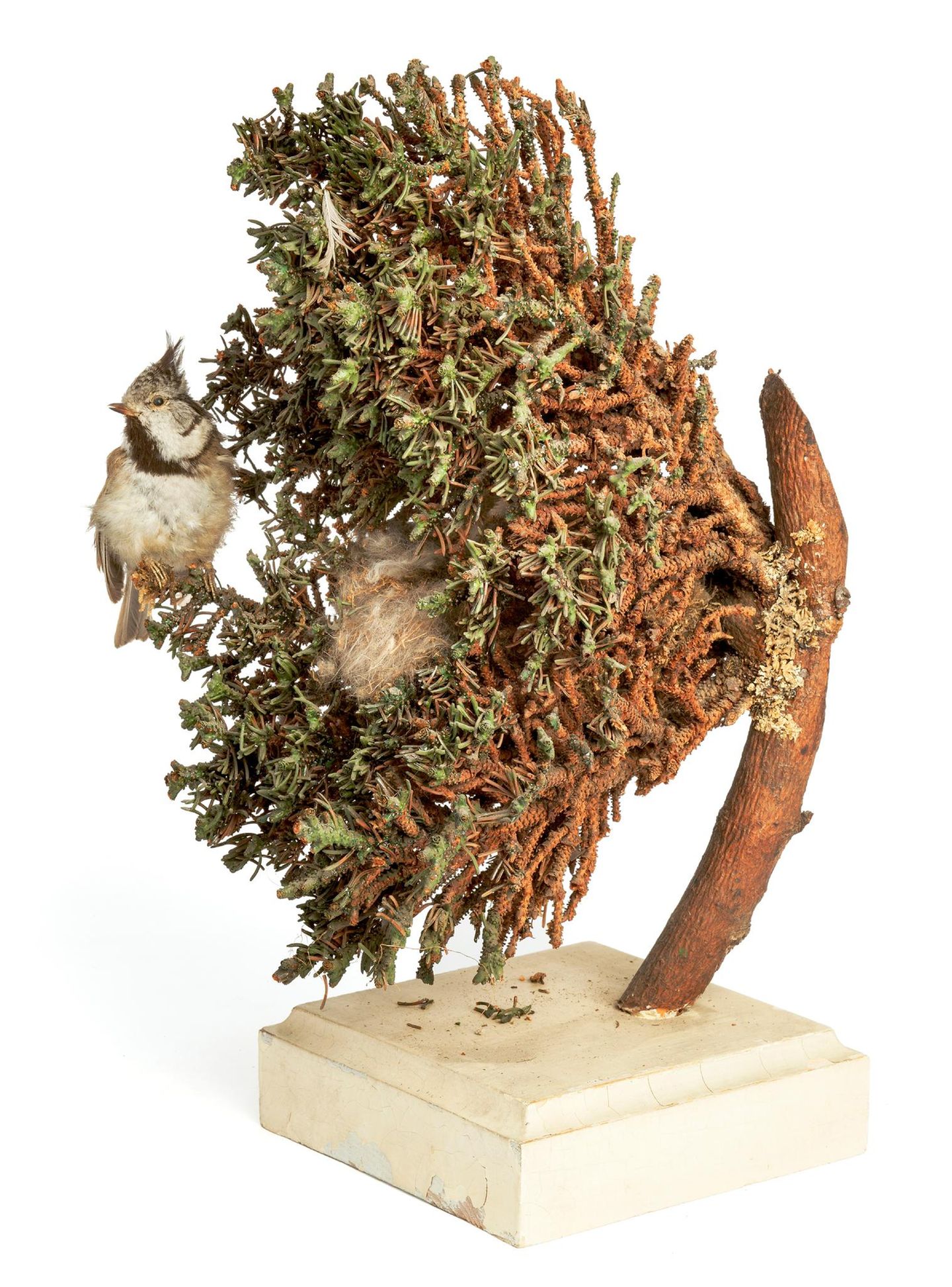 Nest einer Haubenmeise