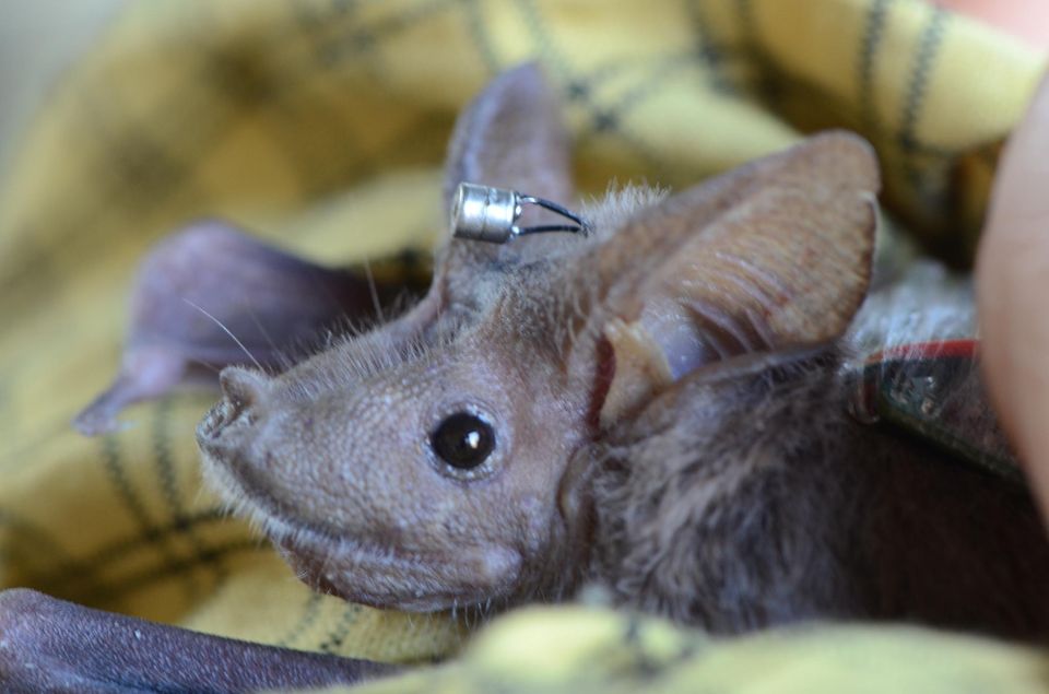 Fledermaus mit kleinem Metallzylinder auf dem Kopf