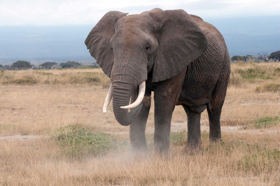 Afrikanischer Elefant 1.5059