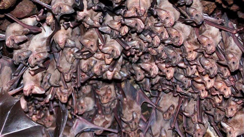Seltene Zusammenstöße in der Luft: kurz taumeln und weiterfliegen
