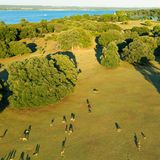 Luftaufnahme von Wiese und Bäumen, Tiere, hinten das Meer