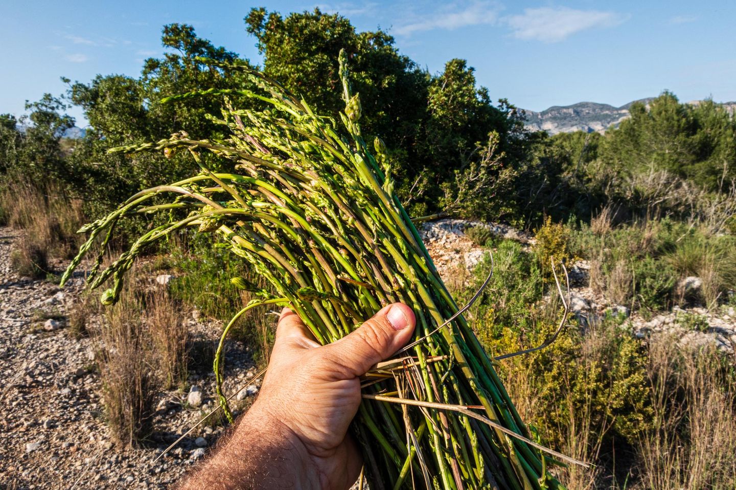 Grüner, wilder Spargel: die istrische Fusionküche Eine Hand hält wilden Spargel, es sind dünne Stengel