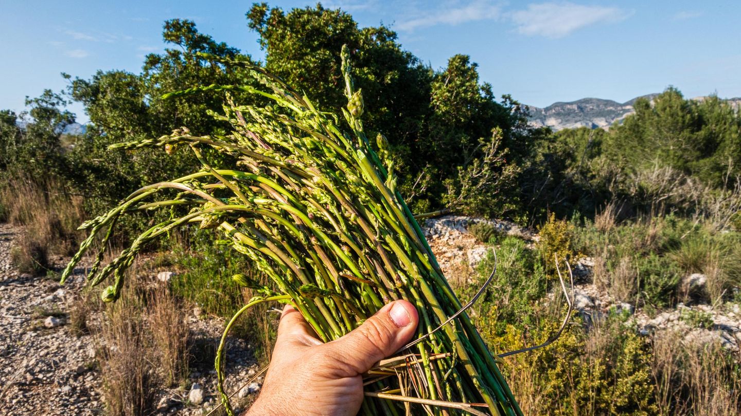 Eine Hand hält wilden Spargel, es sind dünne Stengel