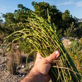Eine Hand hält wilden Spargel, es sind dünne Stengel
