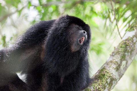 Begnadete Sänger: Die Rufe des Schwarzen Brüllaffen sind zwei Kilometer weit zu hören