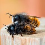 Zwei gehörnte Mauerbienen