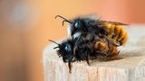 Zwei gehörnte Mauerbienen