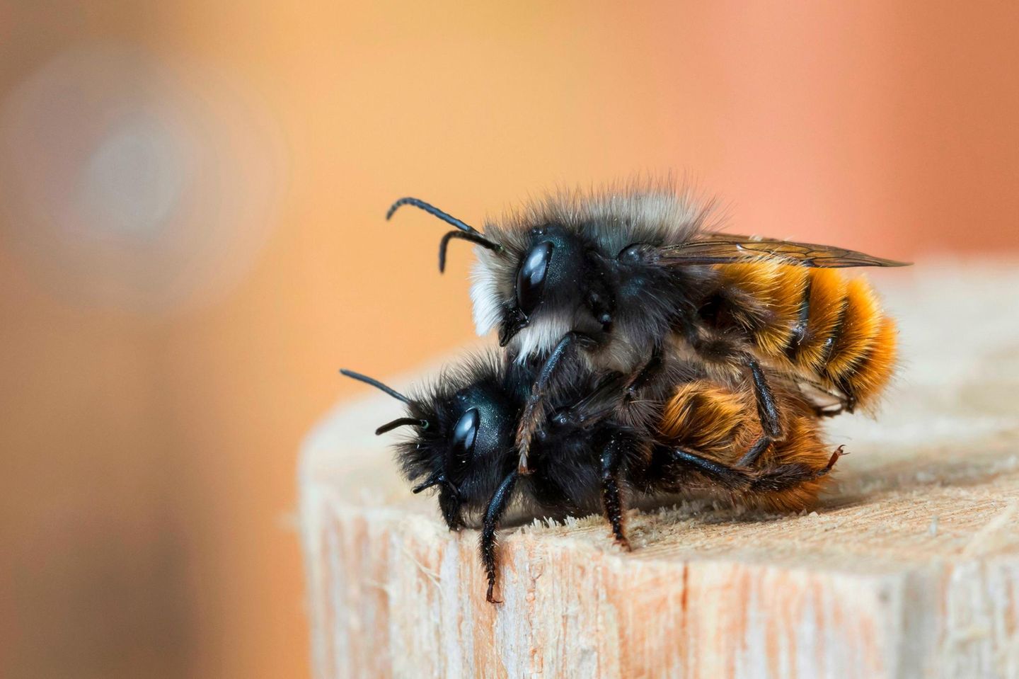 Zwei gehörnte Mauerbienen