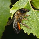 Garten-Blattschneiderbiene