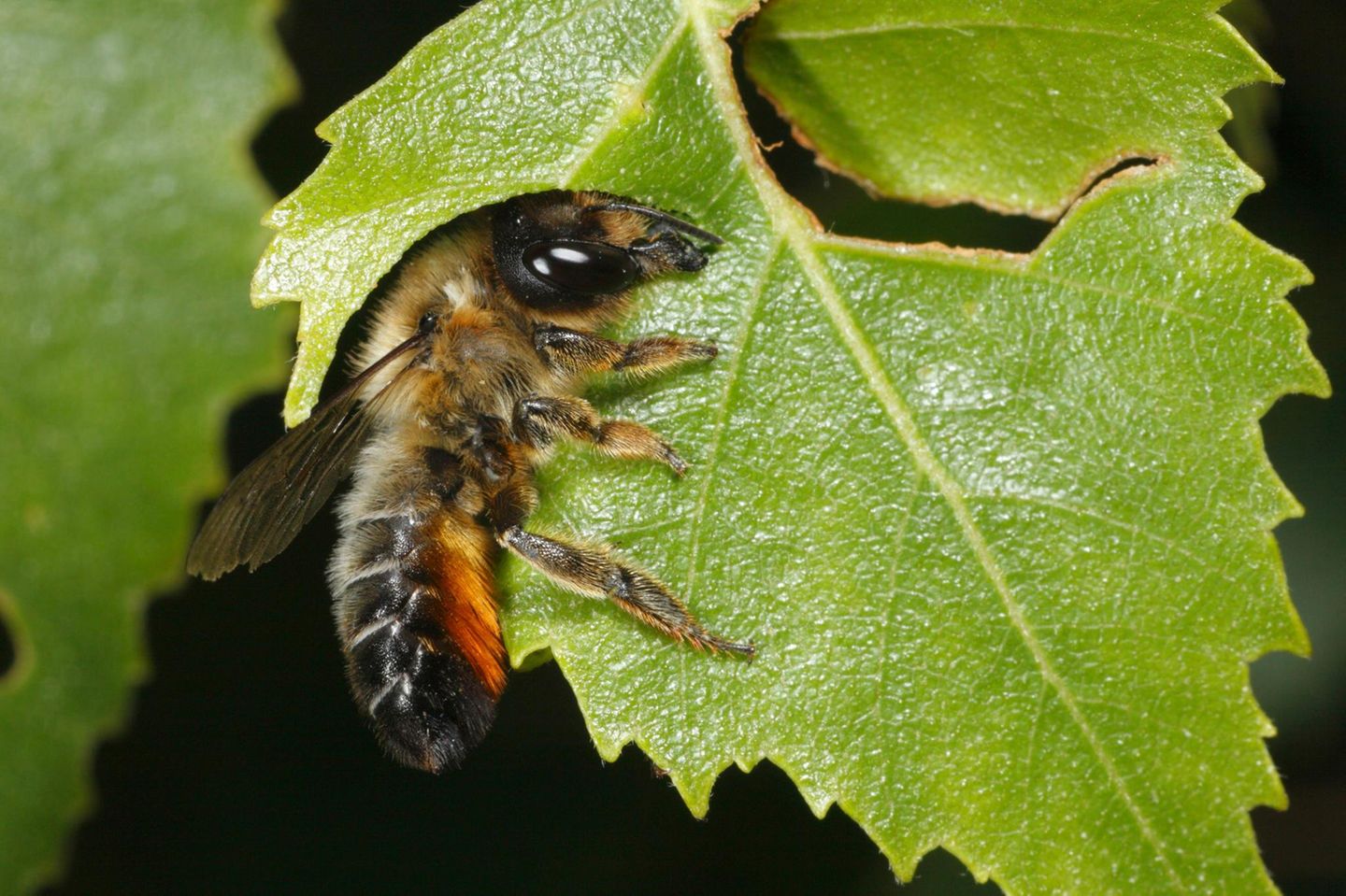Wildbienenarten erkennen Wissen, wer da summt [GEO]